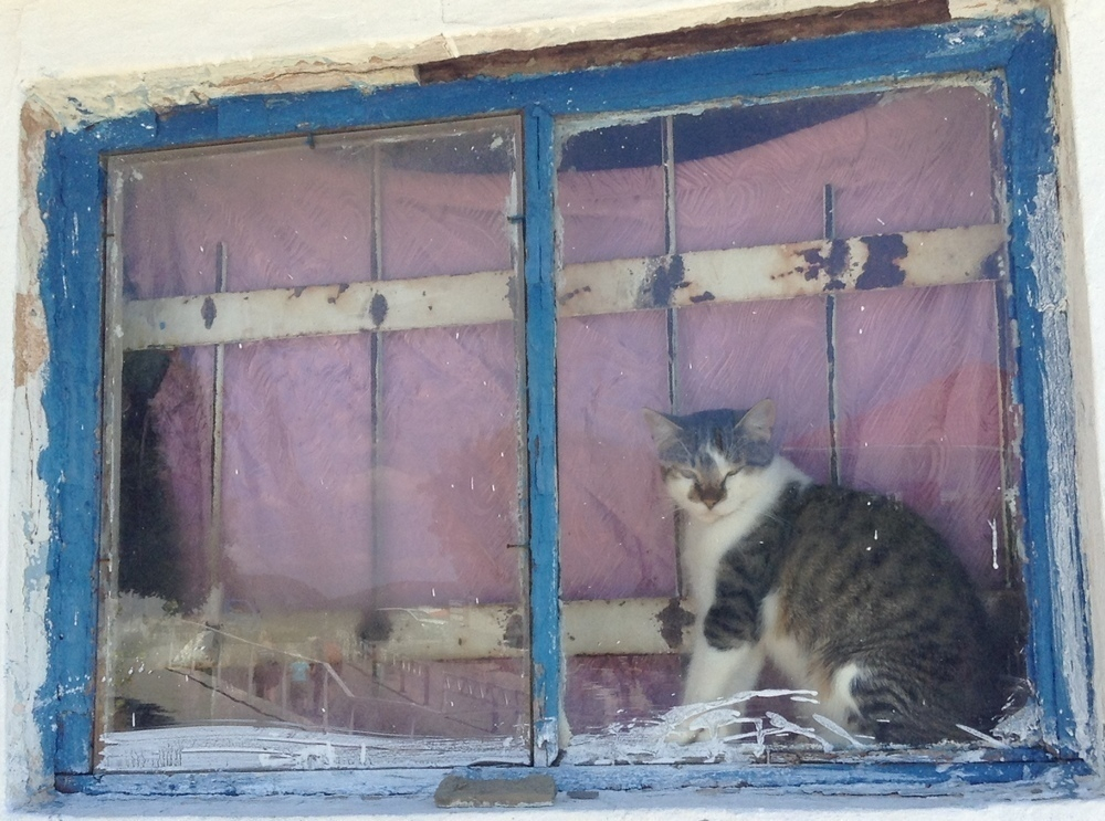 Для вызволения анапского кота из-за решетки чуть не вызвали МЧС Для вызволения анапского кота из-за решетки чуть не вызвали МЧС