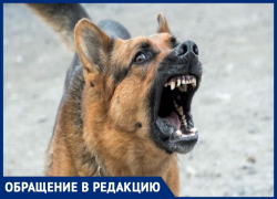 "Страшно ходить": Надежда Пахаль рассказала, как в Анапе на неё напала стая собак "Страшно ходить": Надежда Пахаль рассказала, как в Анапе на неё напала стая собак