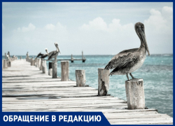 Тамара Миронова: «Анапе не нужна набережная — оставьте нам то, что подарила природа!» Тамара Миронова: «Анапе не нужна набережная — оставьте нам то, что подарила природа!»