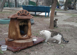 Журналисты из Краснодара 10 часов снимали обычную анапскую кошку. Почему? Журналисты из Краснодара 10 часов снимали обычную анапскую кошку. Почему?