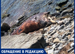 Гниющие трупы дельфина и птиц, мусор – как сегодня выглядит пляж у спуска «300 ступеней» Гниющие трупы дельфина и птиц, мусор – как сегодня выглядит пляж у спуска «300 ступеней»