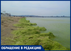 Люди вынуждены купаться в камке рядом с отелем в Анапе Люди вынуждены купаться в камке рядом с отелем в Анапе
