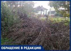 Инна Власова считает, что спиленные ветки могут стать причиной пожара в станице Анапской Инна Власова считает, что спиленные ветки могут стать причиной пожара в станице Анапской