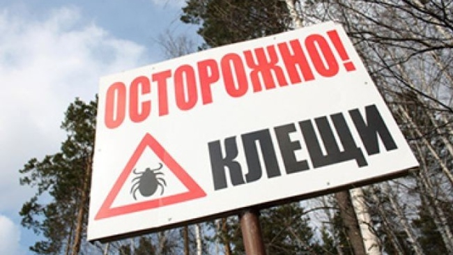 В Анапе активизировались клещи, специалисты бьют тревогу В Анапе активизировались клещи, специалисты бьют тревогу