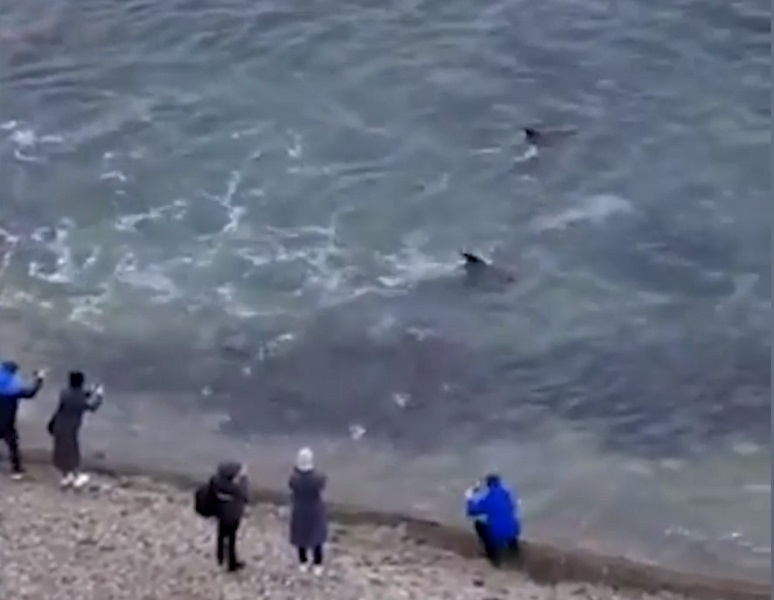 В Анапе во время охоты дельфины подплыли прямо к берегу В Анапе во время охоты дельфины подплыли прямо к берегу