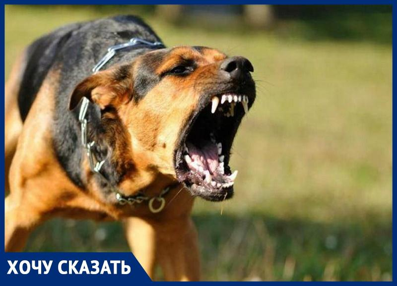 Игорь Гончаров: «В станице Анапской пёс напал на мою дочь» Игорь Гончаров: «В станице Анапской пёс напал на мою дочь»