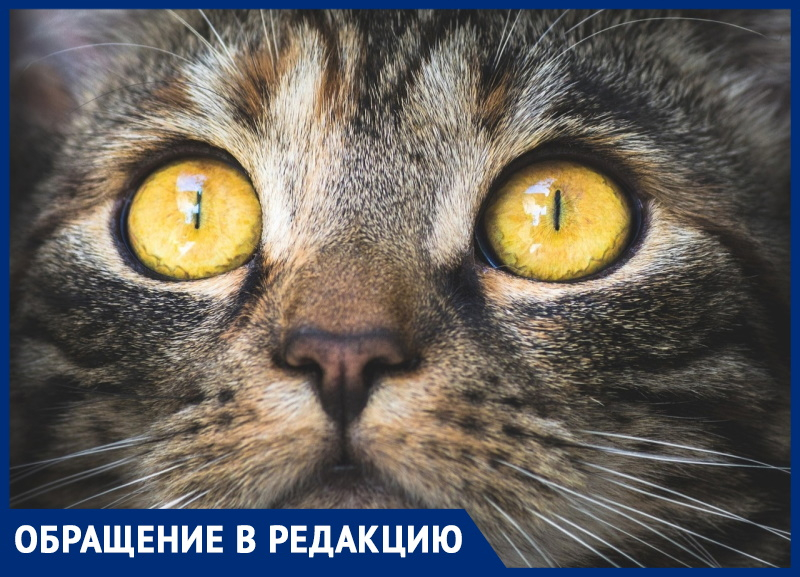 Анапчанка: «Сердце кровью обливается от жалобных криков в соседней квартире...» Анапчанка: «Сердце кровью обливается от жалобных криков в соседней квартире...»