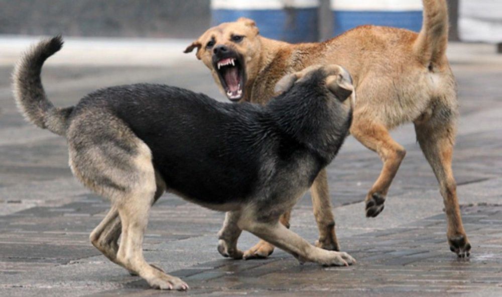 Детский парк в Анапе захватила большая стая бродячих собак