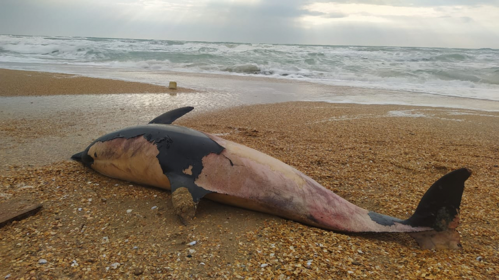 Анапчане в шоке: на пляж в районе Джемете море выбросило мёртвых дельфинят
