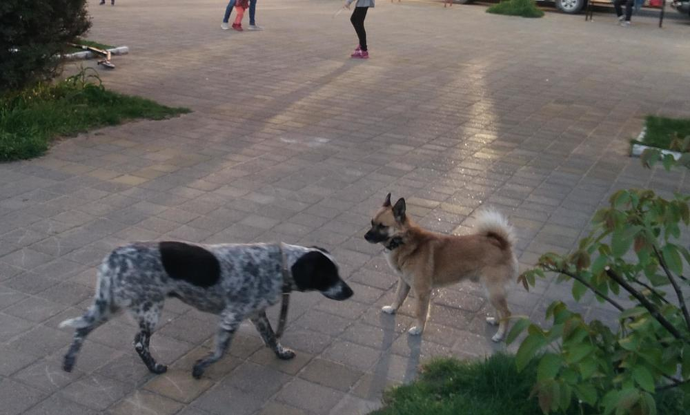 В Анапе собаки держат в страхе целый микрорайон