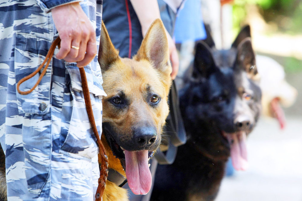 Кинологи с собаками обследуют места, где будут собираться люди для празднования Пасхи