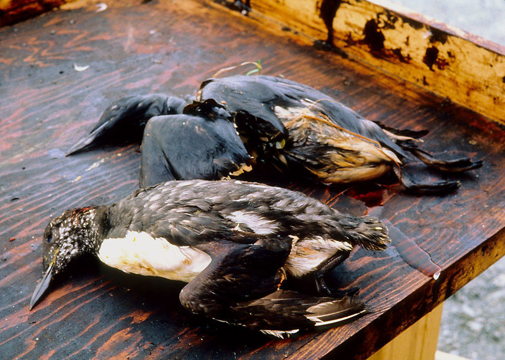 Грозит ли Анапе массовое вымирание птиц?