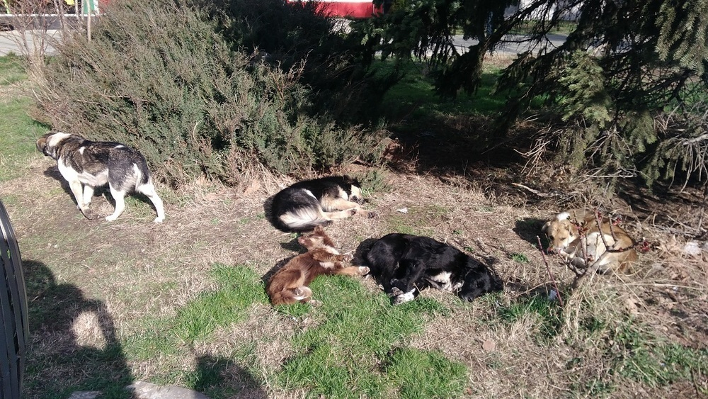 В центре Анапы десять бездомных собак облюбовали газон