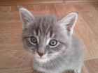 Дикая кошка Тиграша обрела своё счастье не в Анапе, а в Витязево