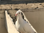 На одну из крыш в Анапе прилетел почтовый голубь