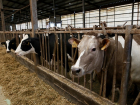  Анапские животноводы могут получить компенсацию расходов на покупку кормов