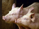 На объектах «Газпром питание» в Анапе зафиксирована вспышка африканской чумы свиней