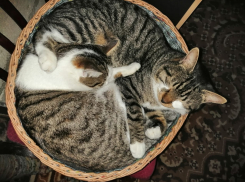 Шустрик и Мишутка, двое из нашей кошачьей семьи