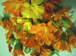 Ольга Стрекалова любит все красивое и выращивает цветы