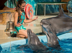 Хотите бесплатно посмотреть на дельфинов и поесть бургеров?