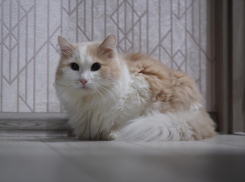 Кася – сибирская кошка