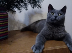 Север - новый участник конкурса "Самый красивый кот Анапы"
