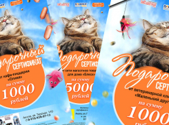 Стали известны победители конкурса "Самый красивый кот Анапы"