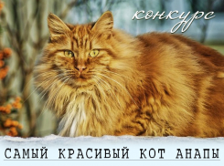 Завершилось голосование в конкурсе "Самый красивый кот Анапы"