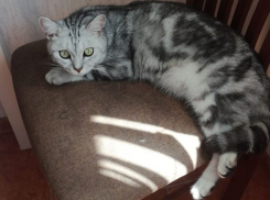 Новые претенденты на крутые призы конкурса "Самый красивый кот Анапы"