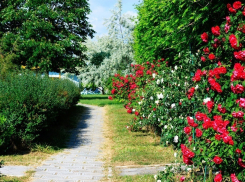 На Пионерском проспекте в Анапе зацветут шесть тысяч роз