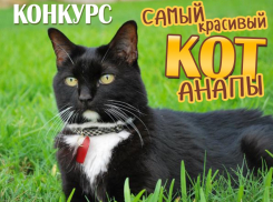 Завтра стартует новый конкурс "Самый красивый кот Анапы"