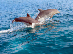 Почему под Анапой гибнут дельфины? 