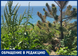 Погибшие сосны и сорняки «украшают» набережную на Высоком берегу в Анапе
