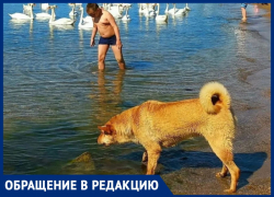 Анапчанка требует запретить купание собак в море рядом с людьми