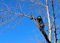 На обрезку деревьев в Анапе выделено 5 млн рублей