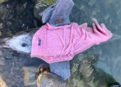 В Анапе волонтеры не смогли спасти дельфиненка-белобочку