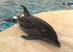 Как мамы-дельфины воспитывают своих маленьких шалунов