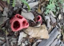 В заповеднике «Утриш» под Анапой обнаружили редкий краснокнижный гриб – клатрус красный