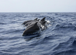 Дельфины в Благовещенской под Анапой устроили шоу: есть видео