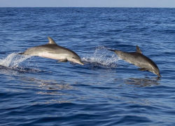 Дельфинов у берегов Анапы станет больше: в России запретили их прибрежный вылов
