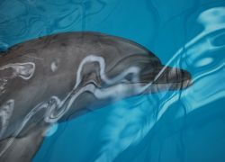 Знают ли анапчане, какой мощью обладает дельфиний нос?