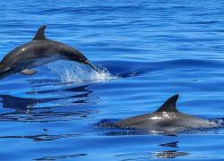 В акватории Чёрного моря люди помогли дельфинам, застрявшим на мелководье