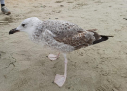 На пляже в Анапе замечена общительная серебристая чайка