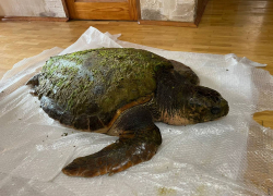 На пляж Анапы выбросило средиземноморскую черепаху весом около 100 кг