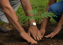 В честь Дня Земли в детских садах под Анапой высадят берёзу, ель и тополь