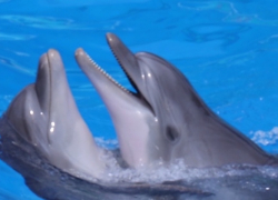 Неужели дельфинов в Анапском дельфинарии ждёт голодная смерть? 