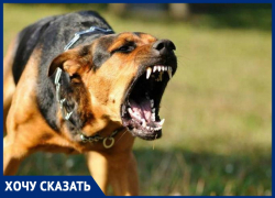 Надежда Моисеева жалуется, что бродячие собаки в Анапе нападают на людей