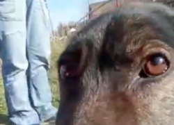 Собаку под Анапой, привязанную проволокой за шею, оставили умирать без еды и воды 