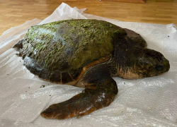 «Шансов было мало»: умерла найденная в Анапе гигантская черепаха