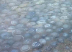 Рядом с Анапой обнаружено большое количество мёртвых медуз